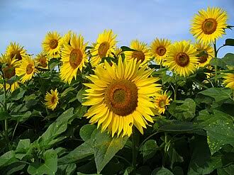 huile de tournesol